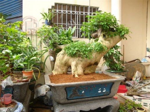 Cây đẳng: Nhớ Đồng