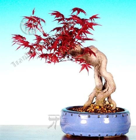 Cây thích Nhật Bản