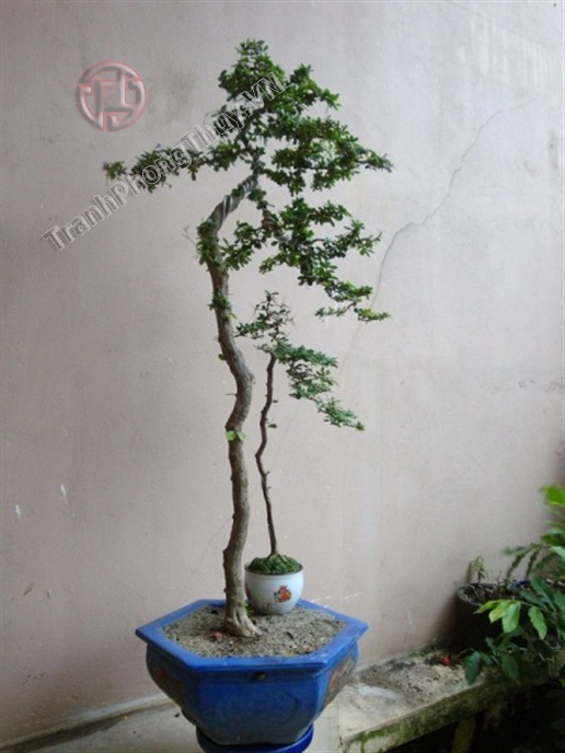 Đồng điệu Linh sam