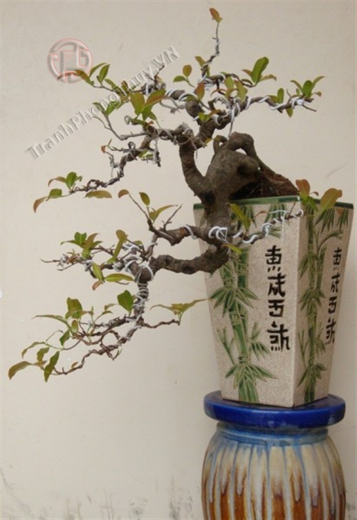 Cây đa sẻ búp đỏ (sộp đỏ lá nhỏ)