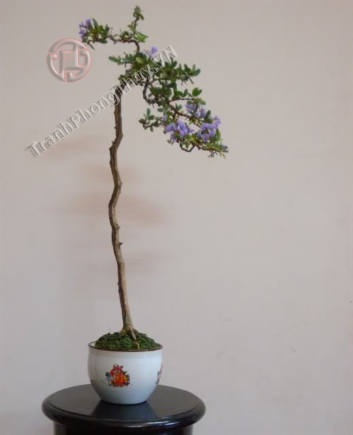Đồng điệu Linh sam