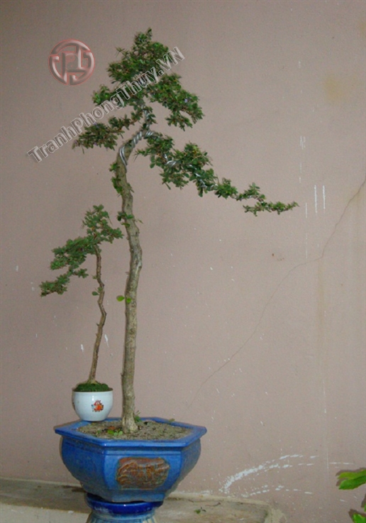 Đồng điệu Linh sam