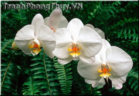 Tranh sơn dầu hoa phong lan