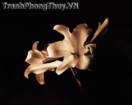 Tranh sơn dầu hoa
